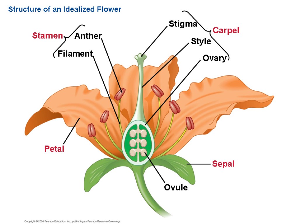 stigma-in-a-flower-function-parts-video-lesson-transcript